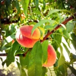 Ripe peaches with yellow ground color and a red blush