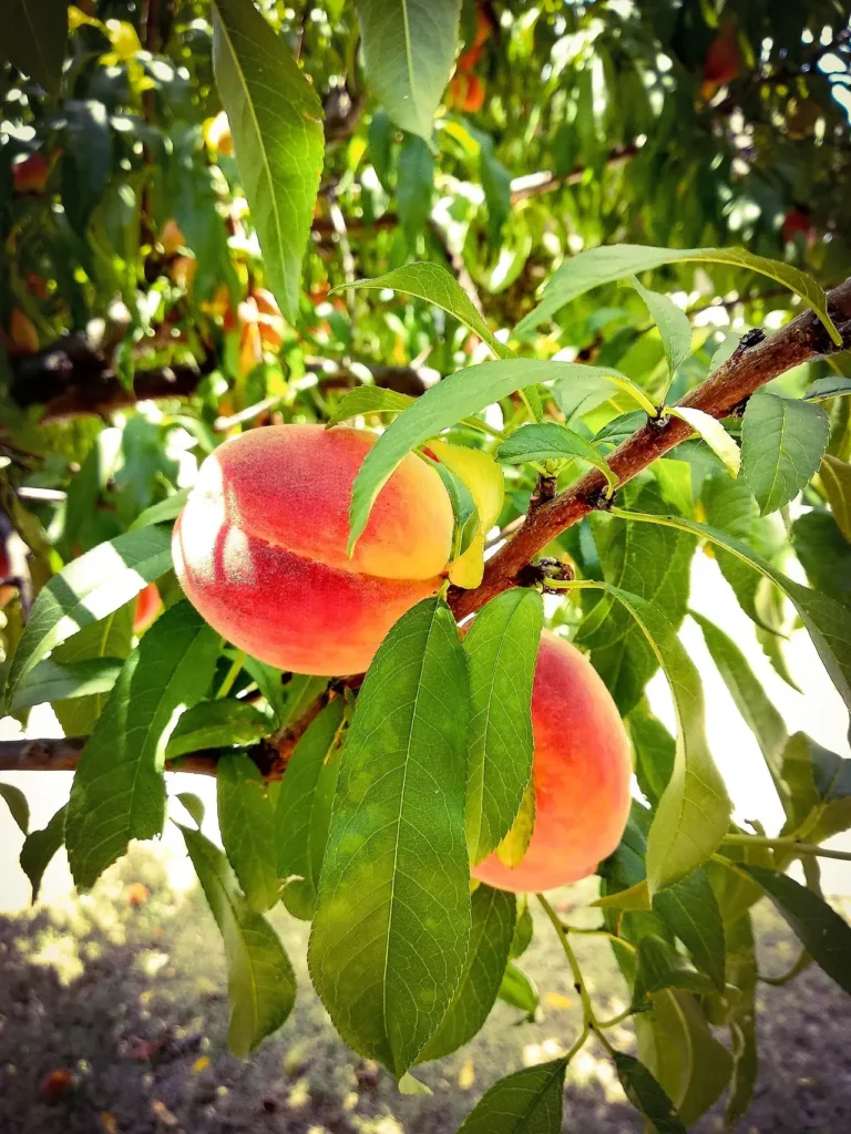 Ripe peaches with yellow ground color and a red blush
