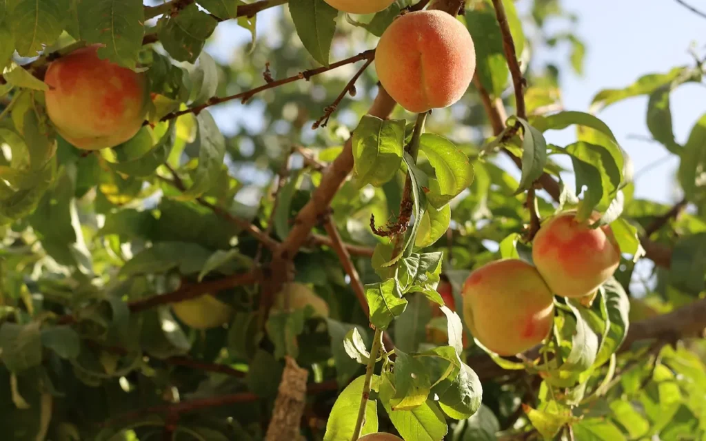 Ripening peaches hanging on a peach tree branch