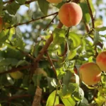 Ripening peaches hanging on a peach tree branch