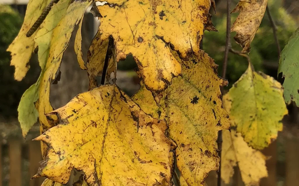 River birch leaves turning yellow on a drooping branch