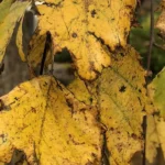 River birch leaves turning yellow on a drooping branch