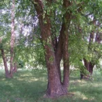 River birch trees with peeling, cinnamon-colored bark at an arboretum