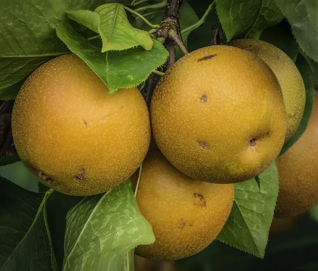 Round Asian pears ripening on the branch