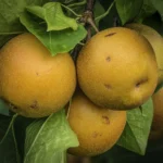 Round Asian pears ripening on the branch