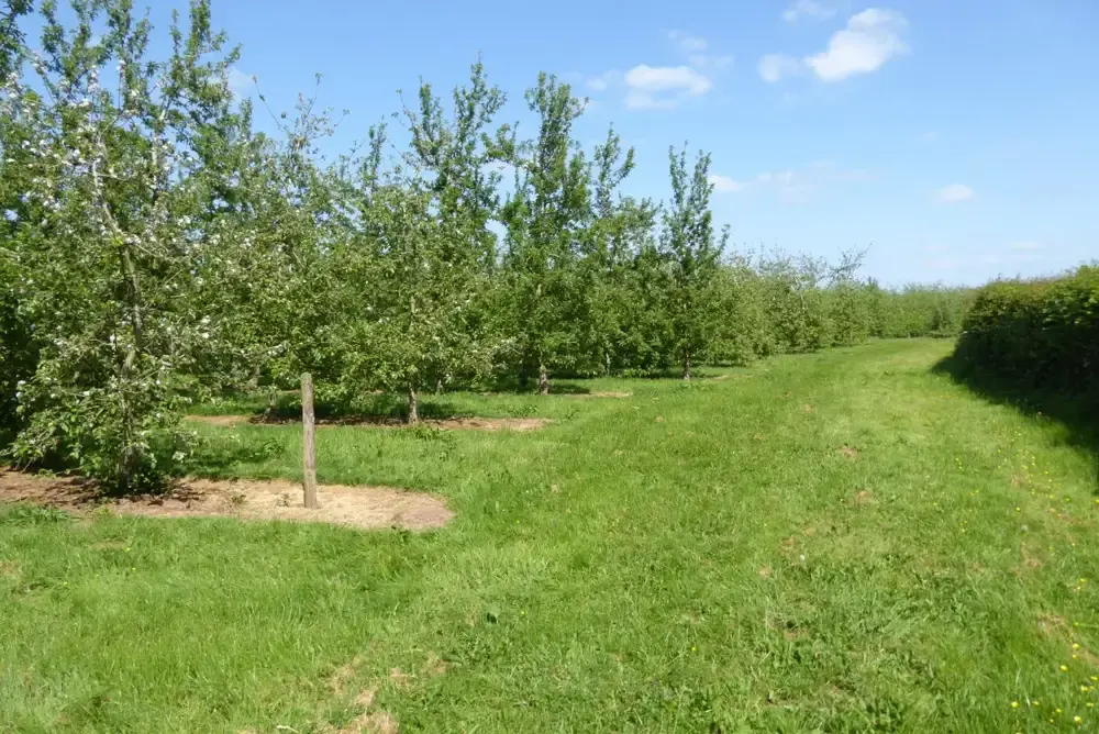Rows of apple trees spaced along an orchard
