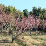 Rows of peach trees in pink bloom in an orchard