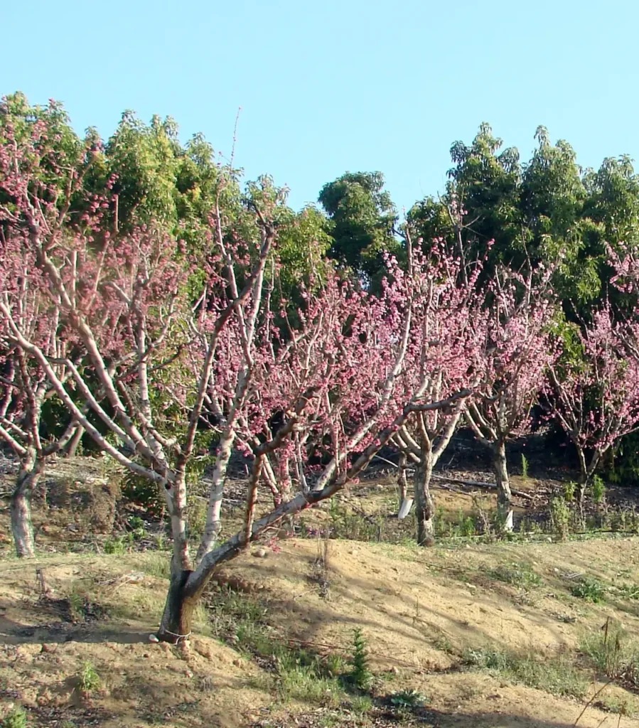 Rows of peach trees in pink bloom in an orchard