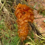 Rust galls on a Pfitzer juniper branch