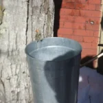 Sap bucket hanging from a tap in a maple trunk