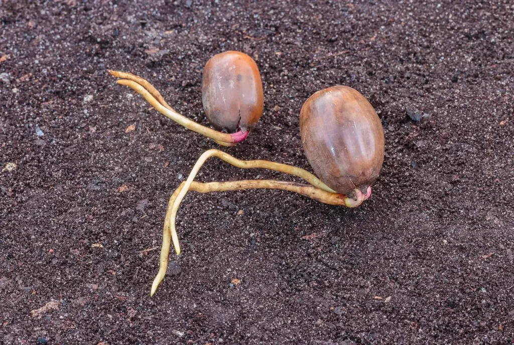 Several sprouting acorns with roots pushing out of the shells