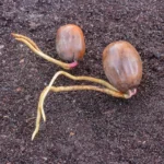 Several sprouting acorns with roots pushing out of the shells