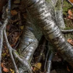 Shallow, spreading roots of two silver birches exposed at the soil surface
