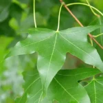 Shantung maple (Acer truncatum) leaves