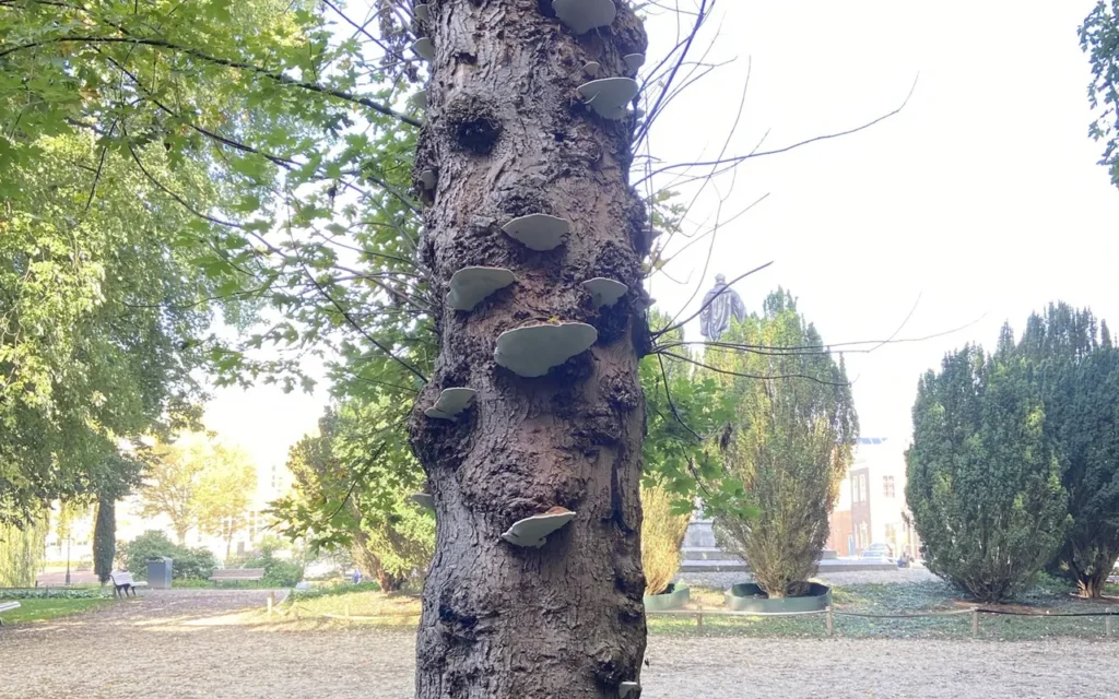Silver maple trunk covered in bracket fungi from internal decay