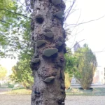 Silver maple trunk covered in bracket fungi from internal decay