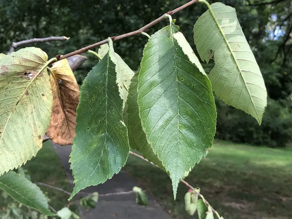 Slippery elm leaves with doubly toothed edges and lopsided bases