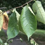 Slippery elm leaves with doubly toothed edges and lopsided bases