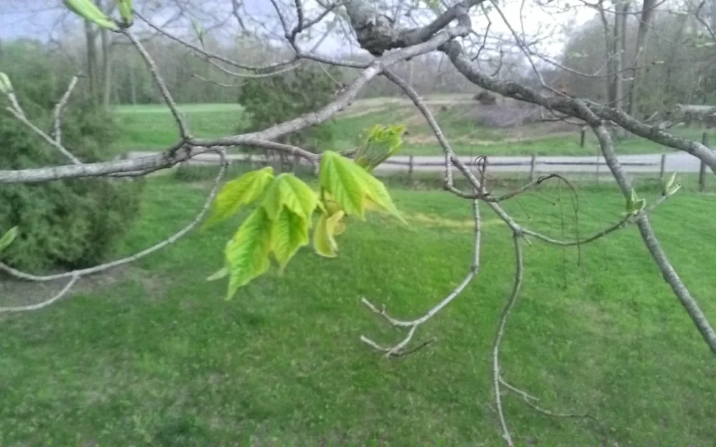 Small new maple leaves opening on a mostly bare branch