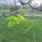 Small new maple leaves opening on a mostly bare branch