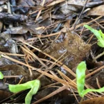 Small Norway maple seedlings sprouting through mulch and leaf litter