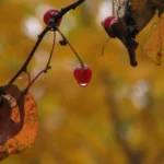 Sour cherries hanging from a branch among autumn leaves