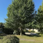 Southern red oak, Quercus falcata