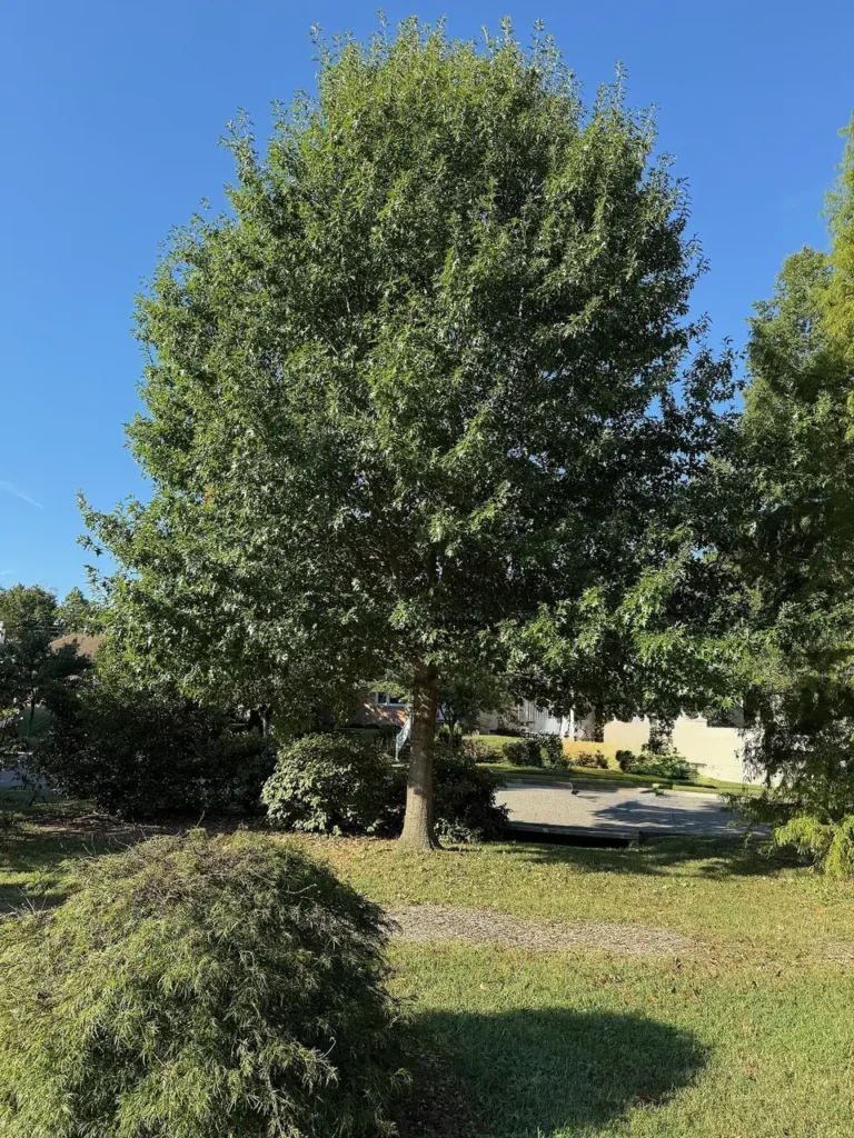 Southern red oak, Quercus falcata