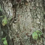 Sprouts on the trunk of a flowering dogwood weakened by anthracnose