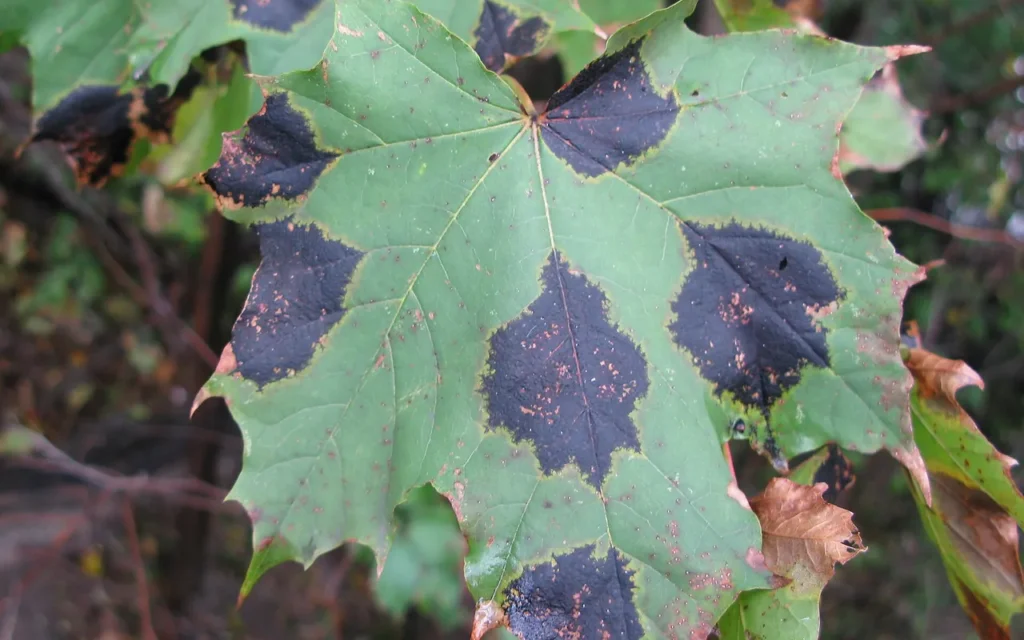 Sugar maple leaf with large black tar spot patches