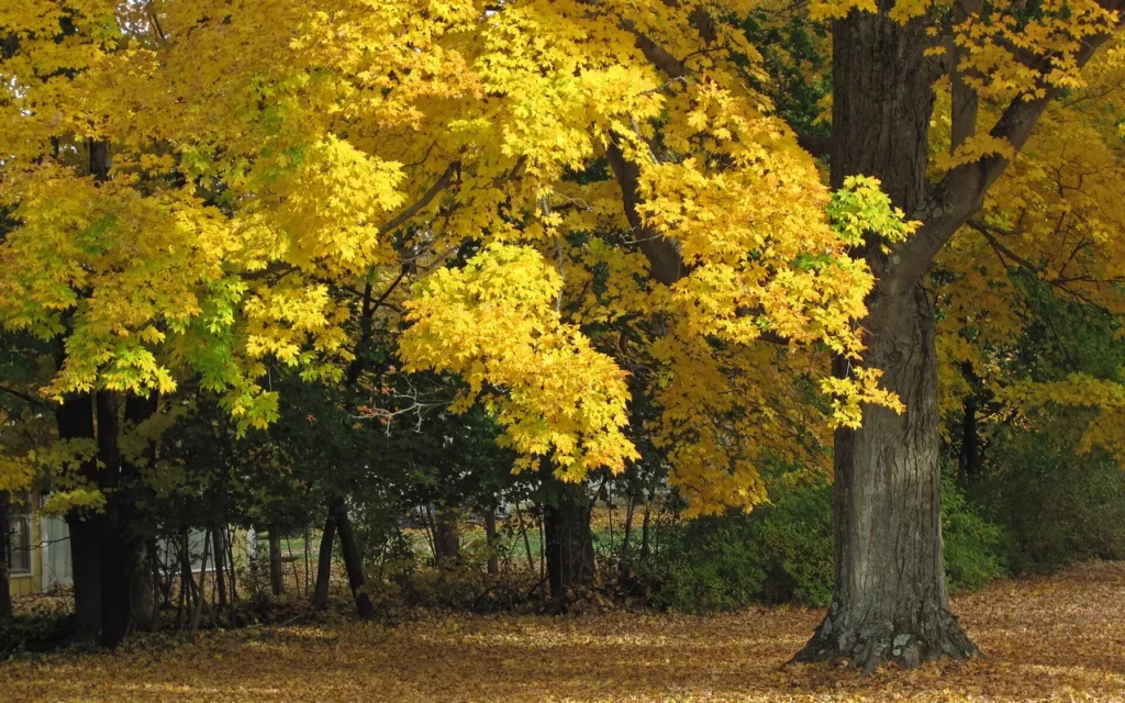Sugar maples in full yellow fall color beside a quiet road