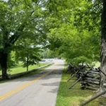 Sugar maples planted in a row along an entrance drive