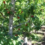 Sweetheart sweet cherry tree carrying ripe fruit