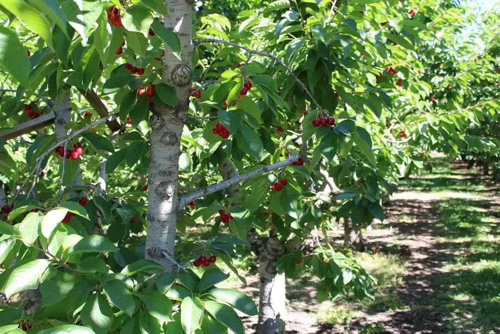 Sweetheart sweet cherry tree carrying ripe fruit