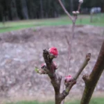 Swelling flower buds on a 'Red Baron' peach branch