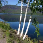 Three paper birches with white bark beside a lake