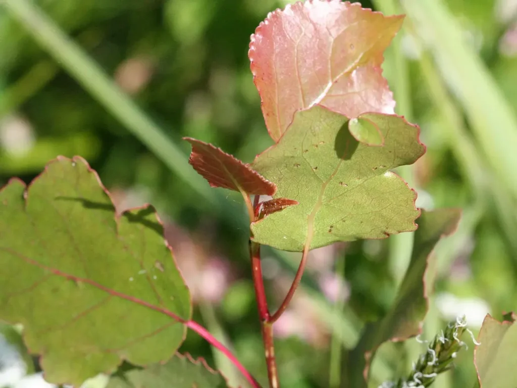 Triangular, toothed leaves of eastern cottonwood