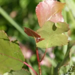 Triangular, toothed leaves of eastern cottonwood
