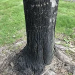 Trunk of a recently dead Norway maple beside a street
