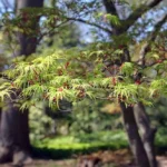 Upright laceleaf Japanese maple 'Seiryu'