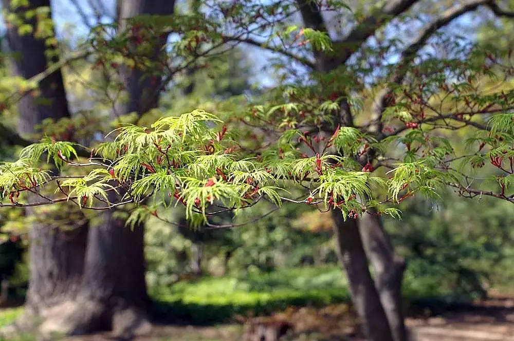 Upright laceleaf Japanese maple 'Seiryu'