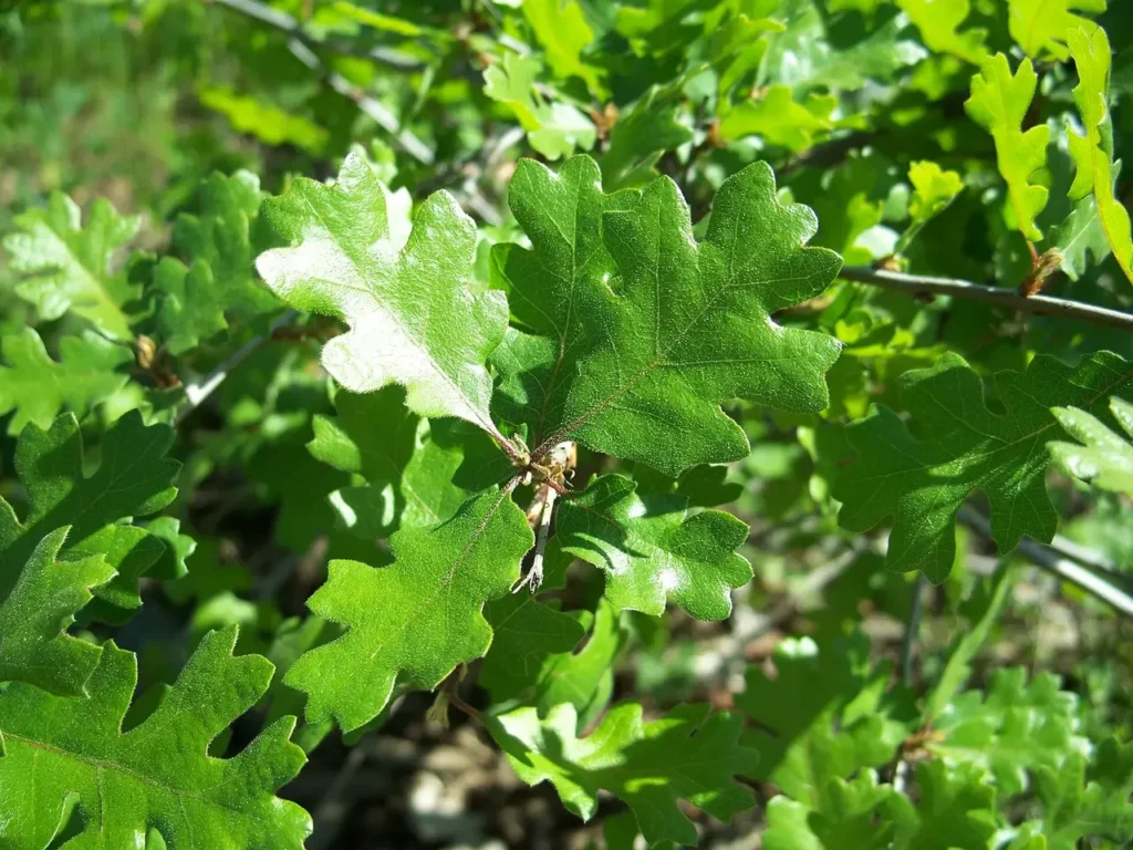Valley oak, Quercus lobata