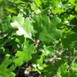 Valley oak, Quercus lobata