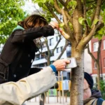 Volunteers grafting fruiting branches onto a city street tree