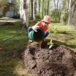 Watering a newly planted oak sapling with a bucket