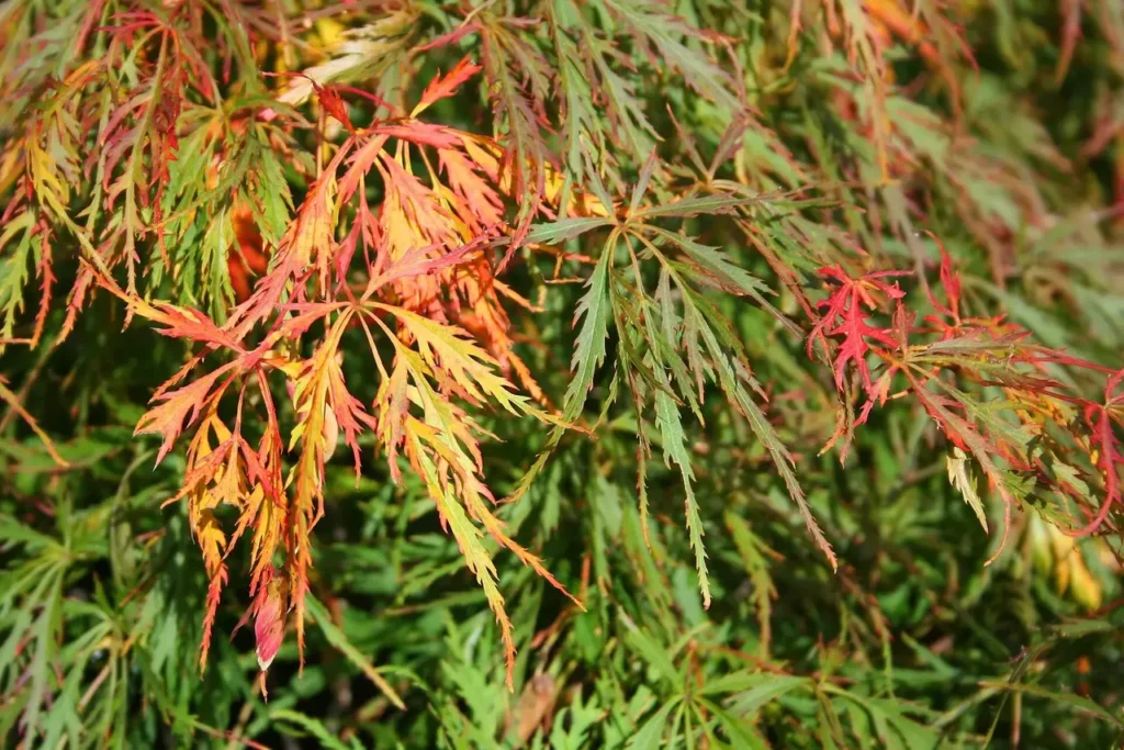 Weeping laceleaf Japanese maple 'Waterfall'