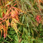 Weeping laceleaf Japanese maple 'Waterfall'