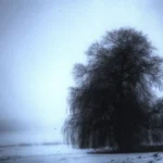 Weeping willow in winter, showing its branch structure