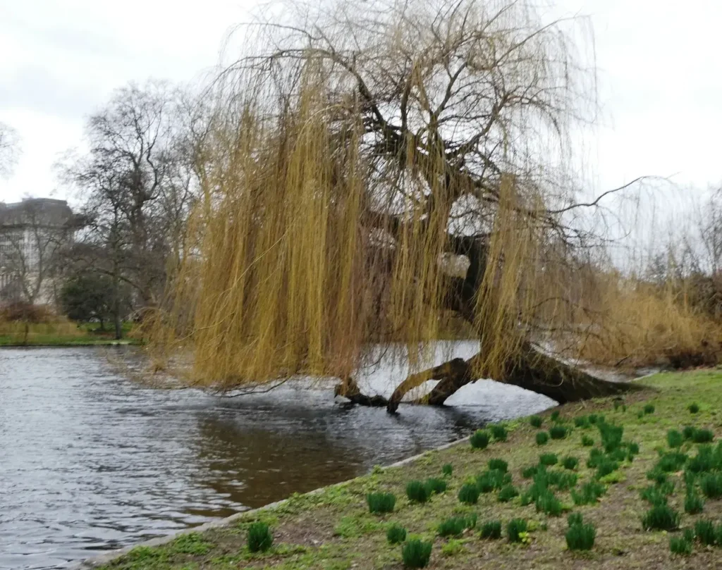 Weeping willow leaning over a pond edge in early spring