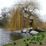 Weeping willow leaning over a pond edge in early spring